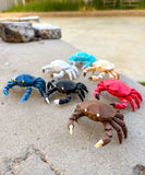 Pocket Crab